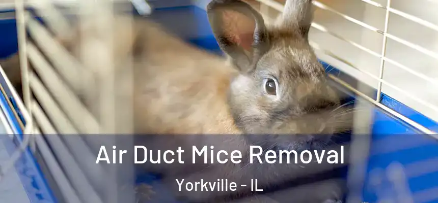  Air Duct Mice Removal Yorkville - IL